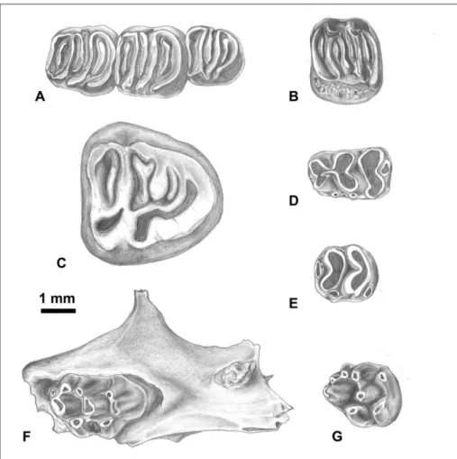 Fig.  8  -  Gliridae  and  Muridae  from  FdF2013. 