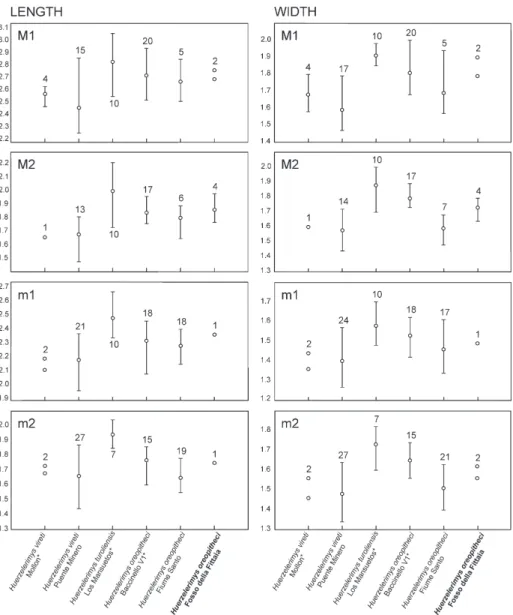 Fig.  9  -  Length  and  width  measu- measu-rements  for  the  first  and  second  molars  of   different  samples of  Huerzelerimys  vire-ti, H