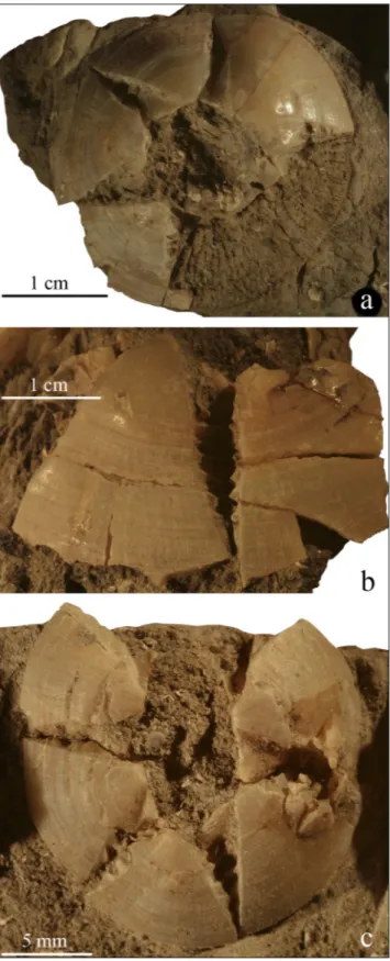 Fig. 3 -  Fossil remains of Chelonibia testudinaria (Linnaeus, 1758) from the  Pliocene of Casenuove (Empoli municipality Tuscany, Italy)