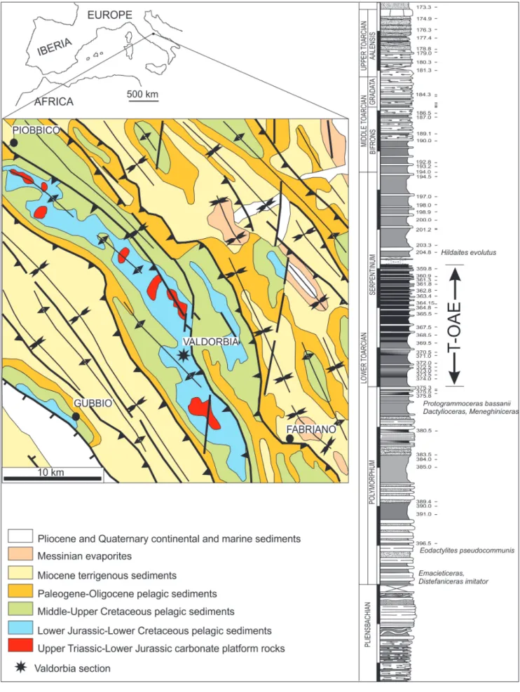 Fig. 1 - Location and lithological column of  the Valdorbia section (Umbria-Marche Apennines)