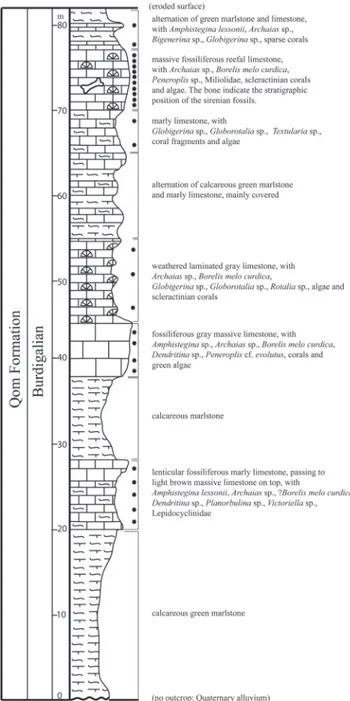 Fig. 3 - Stratigraphical column of  surveyed section of  the Qom For- For-mation west of  Shirin Su