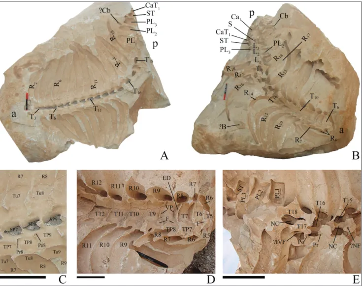 Fig. 4 - Specimen ICHTO 12 of  Sirenia fossils from Kabudar Ahang. A) Block 1 (ICHTO12/1) with molds of  dorsal sides of  thoracic, lumbar,  sacral, and caudal vertebrae and ribs