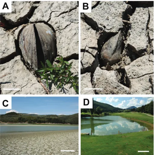 Fig. 3 - a-b) Two in situ specimens  of   Anodonta (Sinanodonta)  woodiana (open and attached  valves) buried within the  de-siccated bank mud, corbara  dam, bar = 5 cm