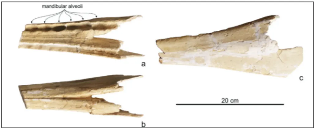 Fig. 3 - Messapicetus longirostris from  Cisterna quarry (Lecce,  southern Italy), incomplete  mandibles of  the referred  specimen MSNUP I15760