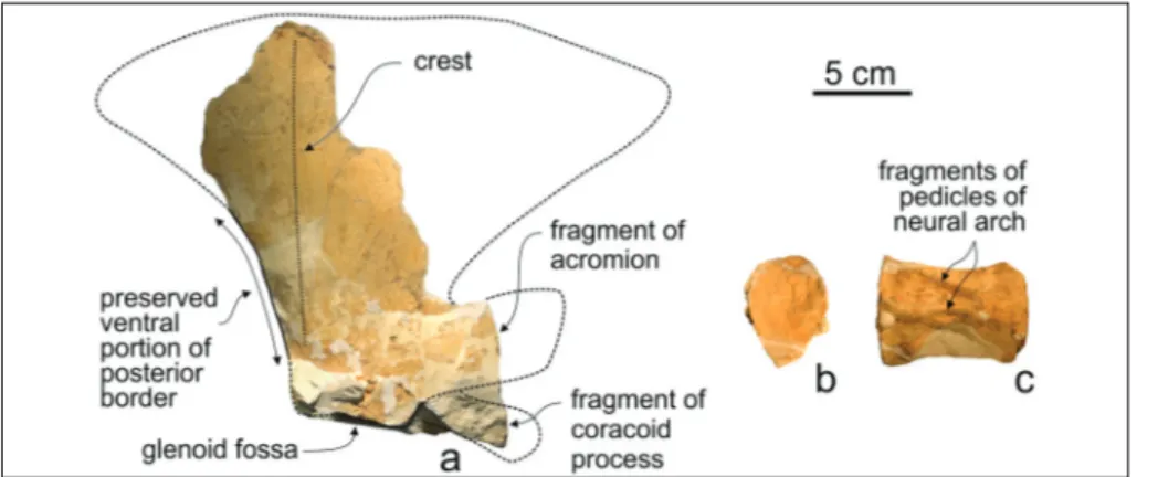 Fig. 5 - Messapicetus longirostris from  Cisterna quarry (Lecce,  sou-thern Italy), fragmentary  remains of  the poscranial  skeleton of  the referred  specimen MSNUP I15760