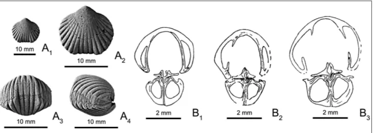 Figure 1A 1-4 are photographs of a specimen of H.