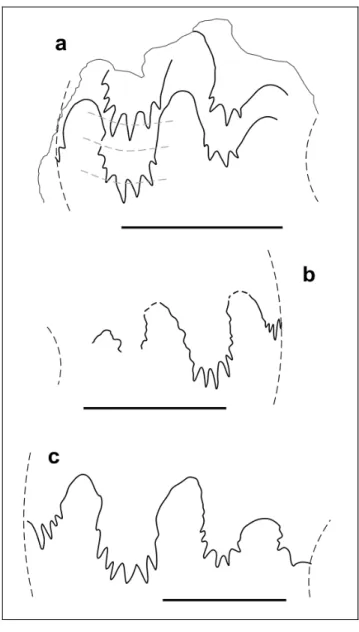 Fig. 8 - Suture lines of Sinomeginoceras n. gen. a) S. wangi n. gen.