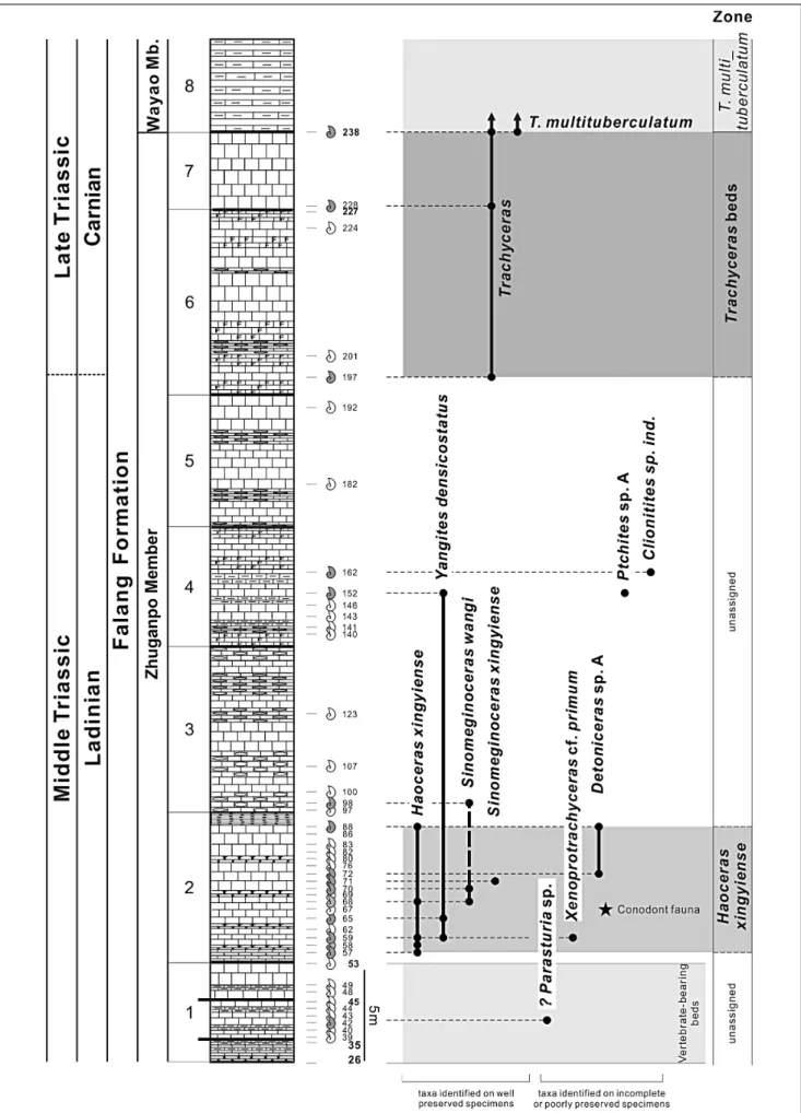 Fig. 10 - Ammonoid range chart and biostratigraphic classification of the Falang Formation at the Nimaigu section