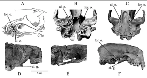 Fig. 4 - Carnivoran skulls showing location of the alisphenoid canal (indicated by arrows) and alisphenoid groove (indicated by double-headed arrows) in: A) generalized otariid  re-presentative; B) Southern sea lion (Otaria byronia); C) Brown bear (Ursus a