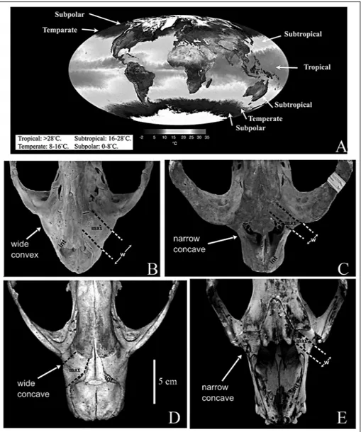 Koretsky &amp; Rahmat 2013; Fig. 5). While Wyss (1987) and Berta and Sumich (1999) demonstrated that the contribution of an enlarged maxilla to the orbital region is a feature common to all ``pinnipeds'' and used this character to support monophyly, it mus