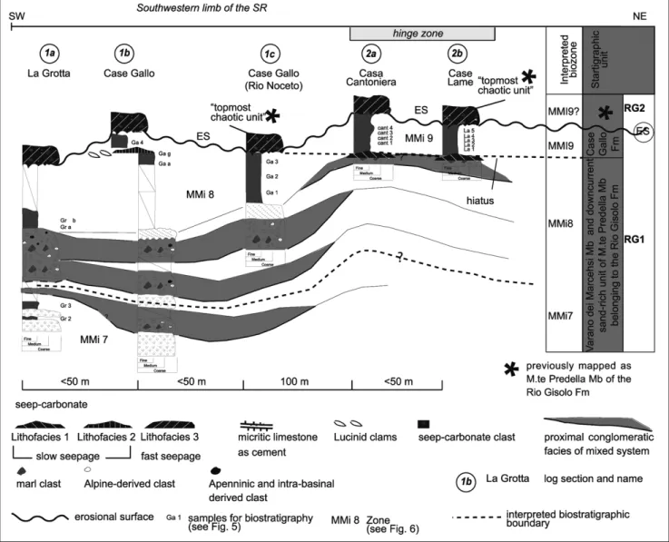 Fig. 7 - Composite stratigraphic panelshowing the updated stratigraphic framework for the SR based on stratigraphic correlation and new biostratigraphic data (see Fig