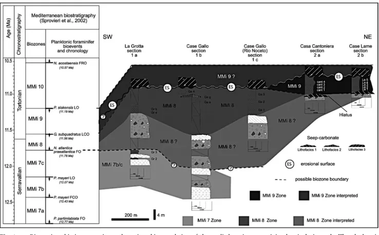 Fig. 6 - Biostratigraphic interpretation and stratigraphic correlation of the studied sections containing hemipelagic marls