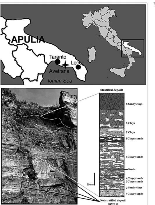Fig. 1 - Location map of thefossili- thefossili-ferous locality of Avetrana (Taranto, Southern Italy) and stratigraphy of  theAve-trana karst filling (from  Pet-ronio et al