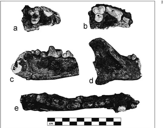 Tab. 1 - List and measurements (mm) of the upper teeth of Canis lupus collected at Avetrana and included in this study.