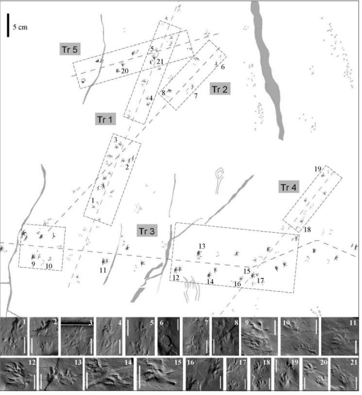 Fig. 3 - MBG 12465 from Pizzo del Diavolo Fm. (Orobic Basin, northern Italy). Interpretative drawing with three Erpetopus cassinisi trackways (Tr1, Tr3, Tr4) and two possible Erpetopus willistoni trackways (Tr2, Tr5).