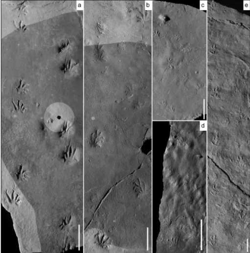 Fig. 5 - Photos of selected E. willis- willis-toni specimens of from Texas (a, b, c) Morocco (d) and France (e)