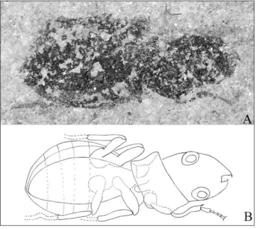 Fig. 2 - A) Preadodromeus sangior- sangior-giensis gen. n, sp. n. Length from apex of mandibules to apex of elytra = 10.8 mm