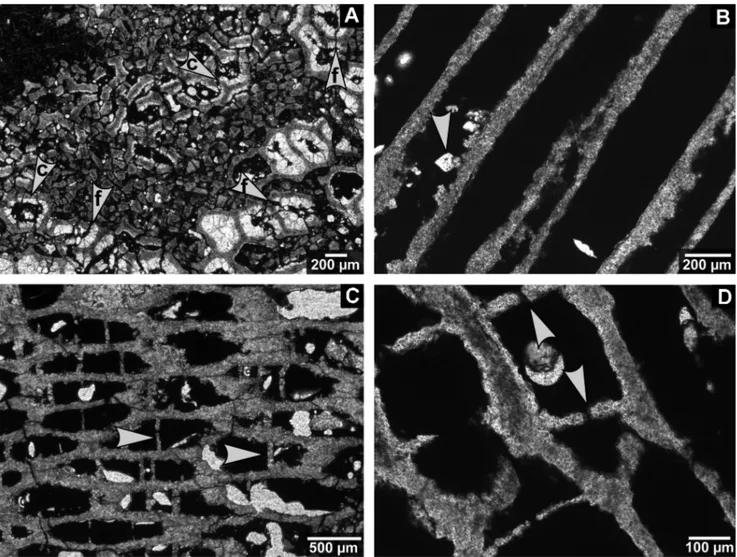 Fig. 8 - Cements and tabulae in chaetetid specimens from the Buckhorn Asphalt Quarry.