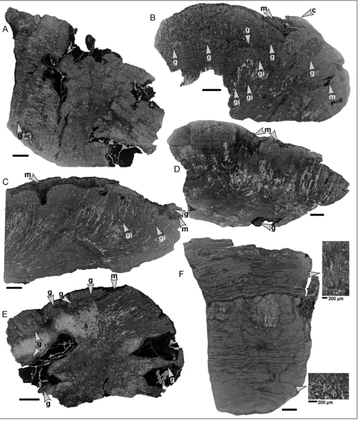 Fig. 2 - Chaetetid thin sections from the Buckhorn Asphalt Quarry LagerstaÈtte, sample site #2, scale bar: 1 cm.