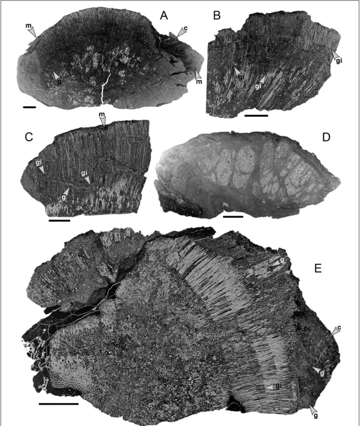 Fig. 3 - Chaetetid thin sections from the Buckhorn Asphalt Quarry LagerstaÈtte, sample site #2, scale bar: 1 cm.