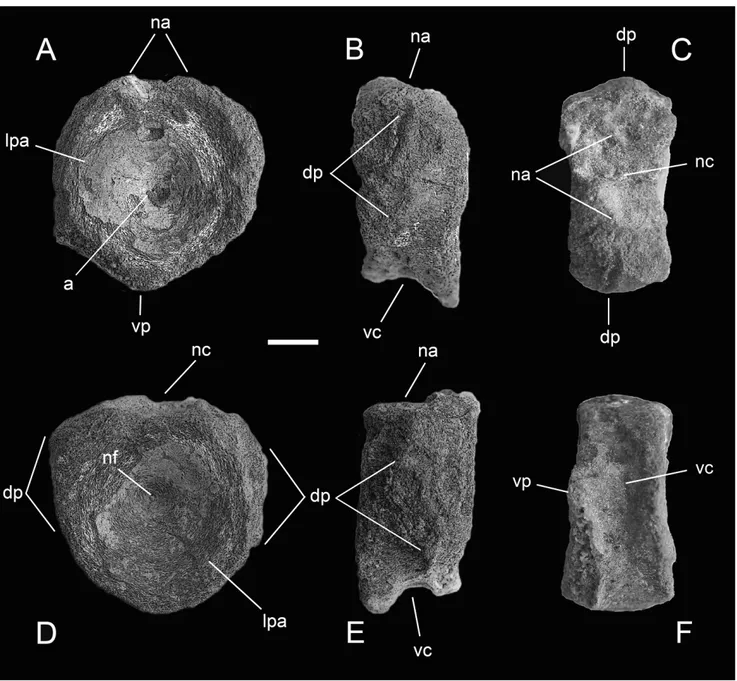 Fig. 5 - Specimen MSNC 4463 in cranial (A), left lateral (B), dorsal (C), caudal (D), right lateral (E) and ventral (F) view