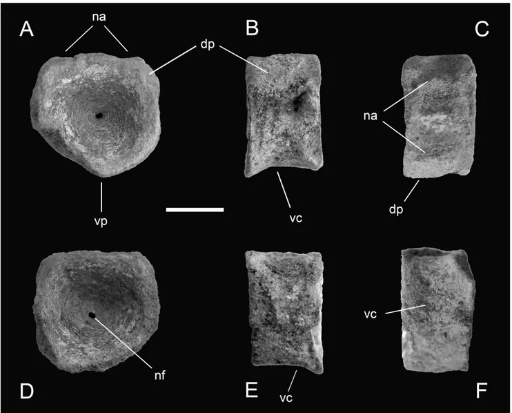 Fig. 6 - Specimen MSNC 4464 in cranial (A), left lateral (B), dorsal (C), caudal (D), right lateral (E) and ventral (F) view