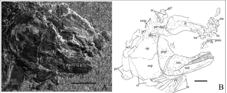 Fig. 3 - Chaohuperleidus primus gen. n. sp. n. A) GMPKU-P-3075, fish 1. B) Drawing of the skull of the same