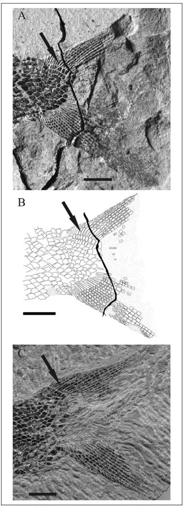 Fig. 5 - Chaohuperleidus primus gen. n. sp. n. Caudal fin. A) The holotype GMPKU-P-1120