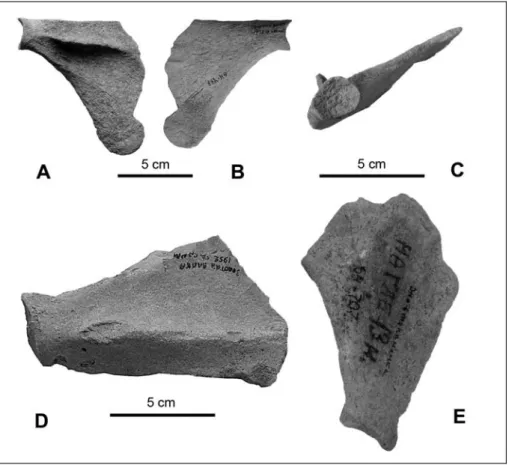 Fig. 5 - Scapula of Pachyphoca ukrai- ukrai-nica (NMNHU-P, 64-477, L.) in A, dorsal B) ventral and C, glenoid views