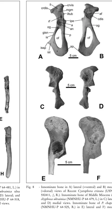 Fig. 8 - Innominate bone in A) lateral (=ventral) and B) medial (=dorsal) views of Recent Cystophora cristata (USNM 550411, &lt;, R.)