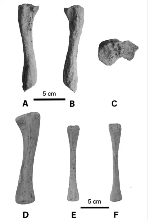 Fig. 9 - Pachyphoca ukrainica (NMNHU-P 64-473, L.) tibia in A) caudal; B)  cra-nial and C) proximal views