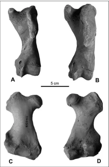 Fig. 4 - Sexual dimorphism of Recent Cystophora cristata. Hu- Hu-merus, cranial view of A) female (AMNH 184660, L.) and B) male (AMNH 184659, L.)