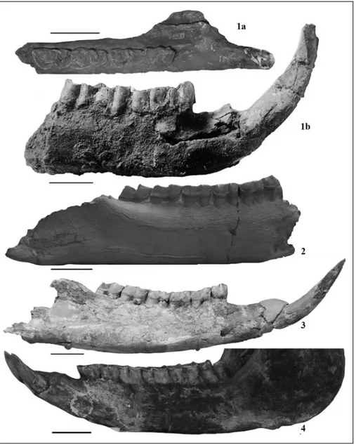 Fig. 2 - Fragmentary hemi-mandible MPUR138 from Monte delle Piche, 1a) in dorsal view, 1b) in buccal view (from Portis 1899); 2) fragmentary  hemi-mandible of  Hoploacerather-ium tetradactylum from  San-san (France) (NMB S.s.131) in buccal view; 3)  fragme