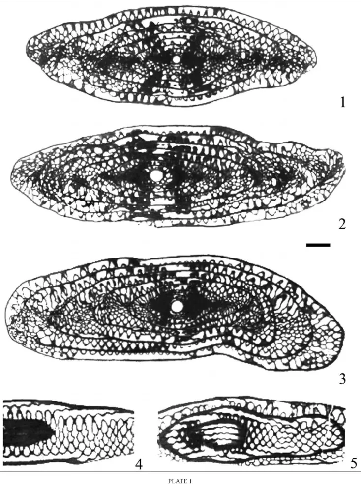 Fig. 4 - Parafusulina (Skinnerella) arabica n. sp. Tangential section, cuniculi visible; GIN 4799/4.