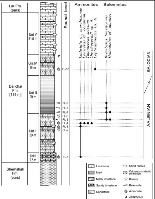 Fig. 2 - Log-section of the studied outcrop at Telma-Dareh with indication of the faunal levels detected and  distribu-tion of the cephalopods  (am-monites and belemnites)  stu-died