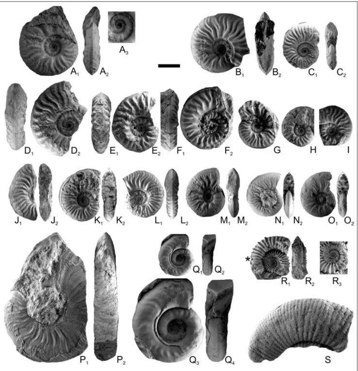Fig. 4 - A-L ± Ludwigia cf. murchisonae (Sowerby, 1829), Aalenian, Telma-Dareh, Dalichai Fm