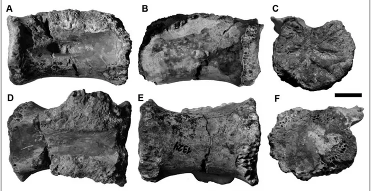 Fig. 1 - Megaraptora indet. from the Uberaba Formation (Bauru Group), Uberaba, Minas Gerais State, Brazil
