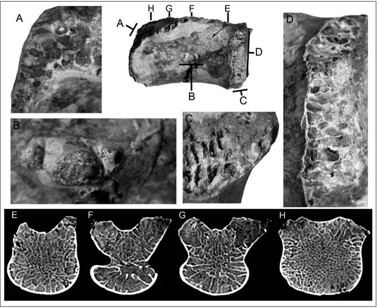 Fig. 2 - Details of the pneumatic foramen and camellate internal structure of Megaraptora indet