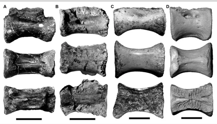 Fig. 3 - Comparison of caudal vertebrae among Neovenatoridae in left lateral, ventral and dorsal views