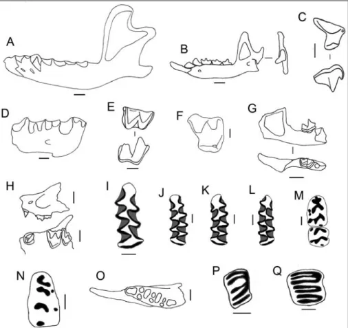 Fig. 4 - Some small mammals from the Vallone Inferno site. A) Left mandible of Erinaceus euro- euro-paeus from level 3.3 (labial view); B) right mandible of Crocidura sicula from level 4.2 (lingual and posterior view); C) left fourth upper premolar of Croc