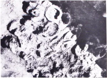 Fig. 8. Crotone, Vigna Nuova, veduta di scavo.