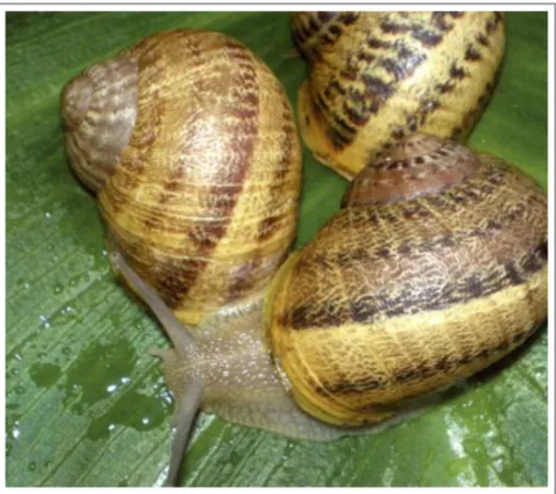 Figura  n.2  -  Helix  aspersa  “snail”  (Da  Avagnina  G.:  Elicicoltura  –  Istituto  Internazionale  .di  Elicicoltura  di  Cherasco,  2006,  2011,  per  gentile concessione).
