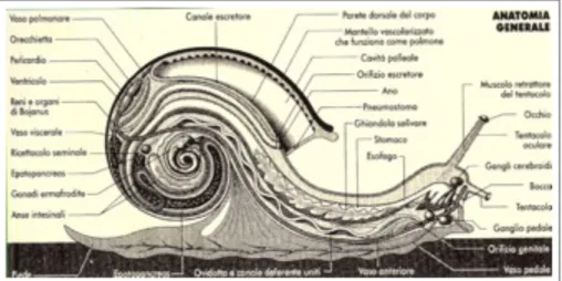 Figura n.3 - Anatomia di una chiocciola (Da Avagnina G.: Elicicoltura  –  Istituto  Internazionale  di  Elicicoltura  di  Cherasco, 2006,  2011,  per  gentile concessione).