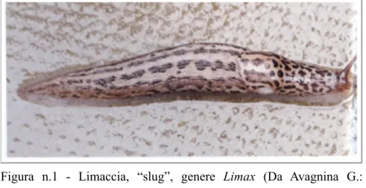 Figura  n.1  -  Limaccia,  “slug”,  genere  Limax  (Da  Avagnina  G.: 