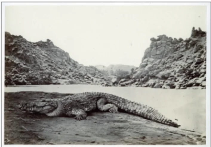 Figura 1 – Francis Frith, Crocodile on a sand-bank, albumen silver print, 1857