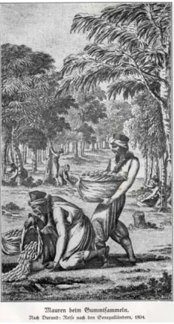 Abb. 1. „Mauren beim Gummisammeln“ (in Mungo Park, Vom Gambia  zum Niger, S. 16).