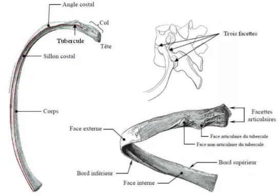 Figure 1.4 – Anatomie d’une cˆ ote [Gra74], (En haut ` a droite) Articulation costo-vert´ ebrale de la 7 eme cˆ ote [Moo99]