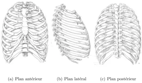 Figure 1.5 – Plans ant´ erieur, lat´ eral, et post´ erieur. D’apr` es Richer P. (1996) [Ric96]