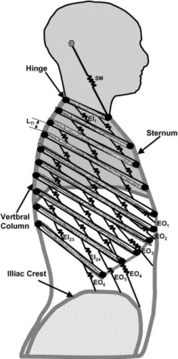 Figure 1.12 – Sch´ ema du mod` ele 2D de la cage thoracique dans le plan sagittal.