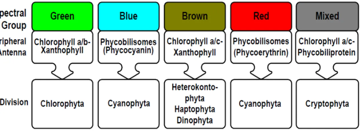 Fig. 1. Les différents groupes pigmentaires (Beutler et al. 2002) 